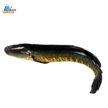 Snakehead Murrel,Schlangenkopffisch